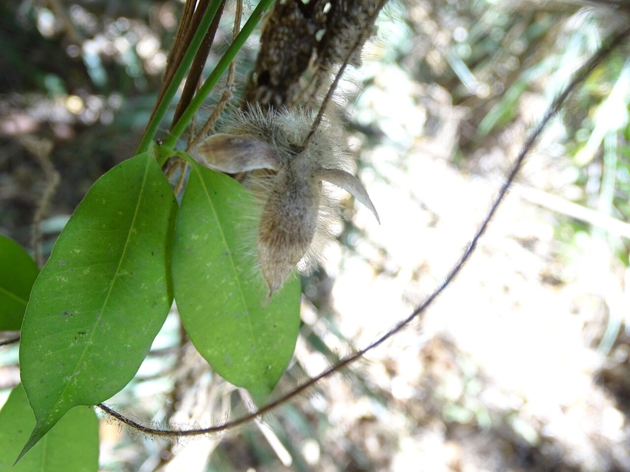 Merremia aegyptia fruit