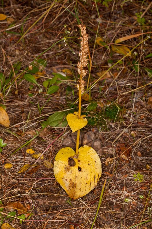 Gennaria diphylla leaf