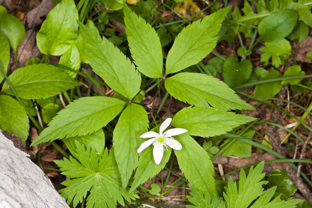 Anemone trifolia leaf