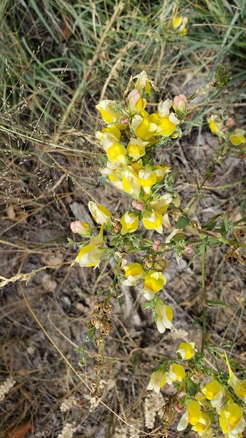 Linaria dalmatica flower