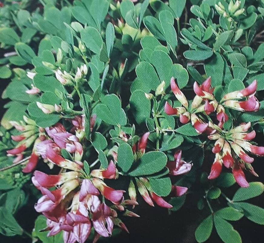 Lotus spectabilis flower