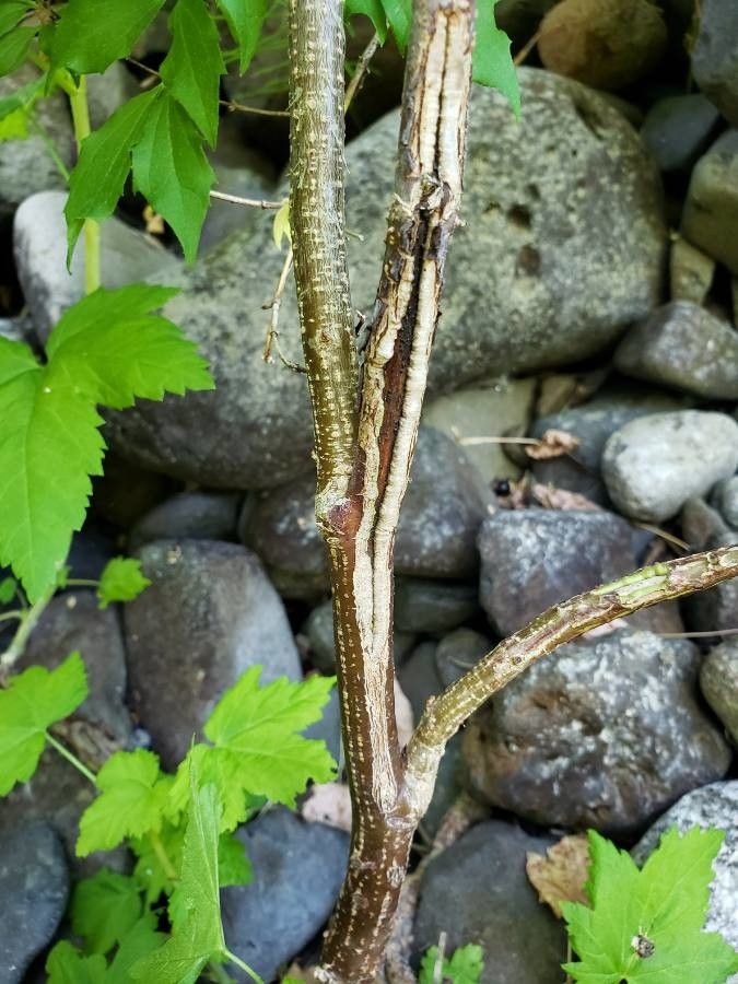Physocarpus malvaceus bark
