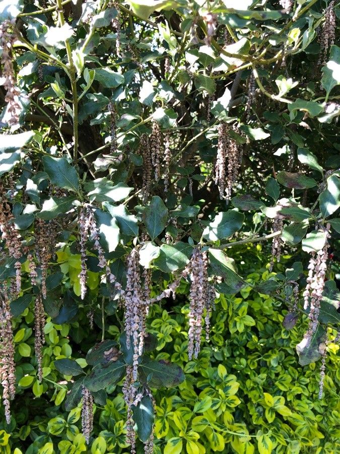 Garrya fremontii flower