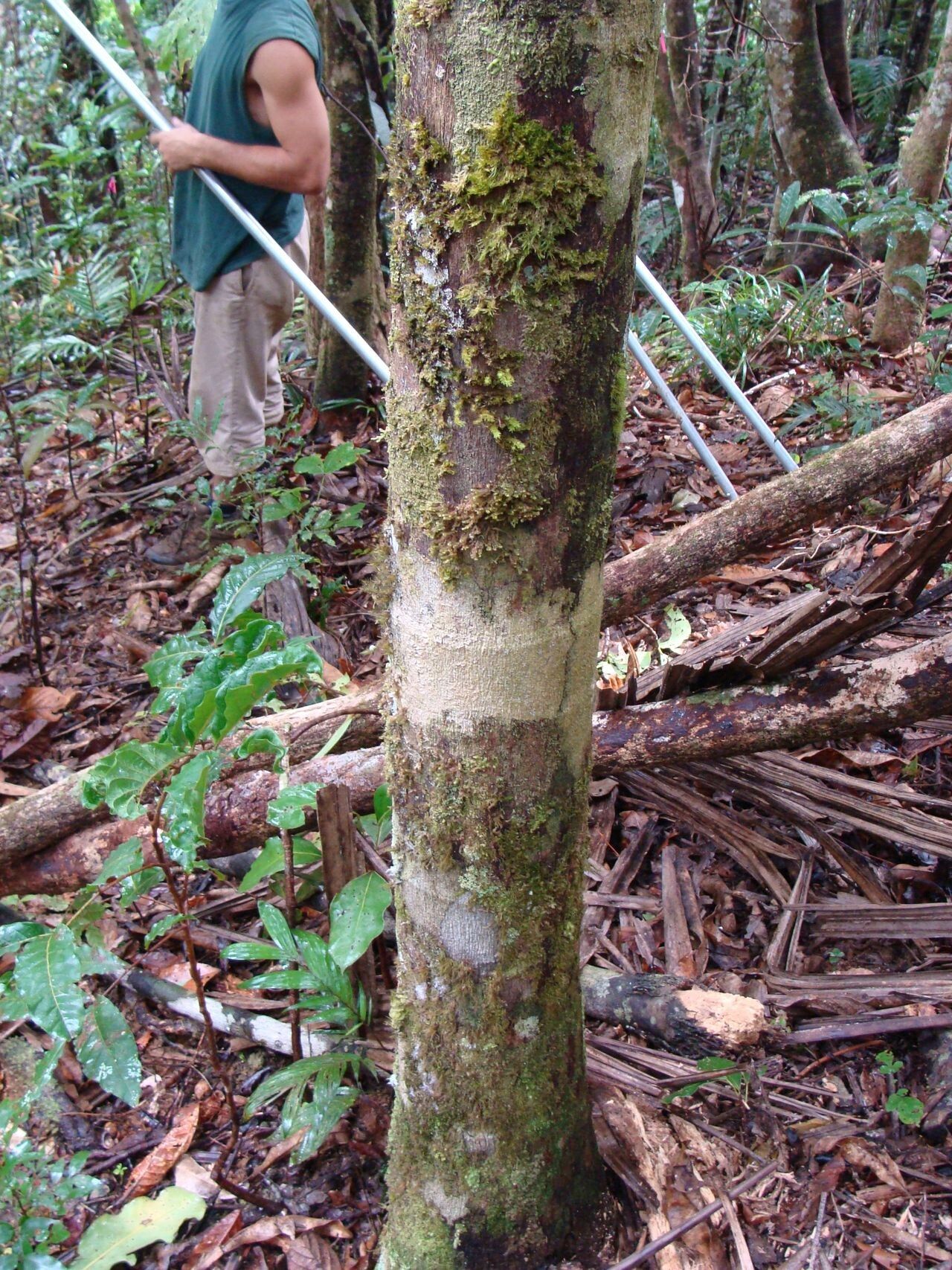 Cyphokentia macrostachya — houseplant care guide