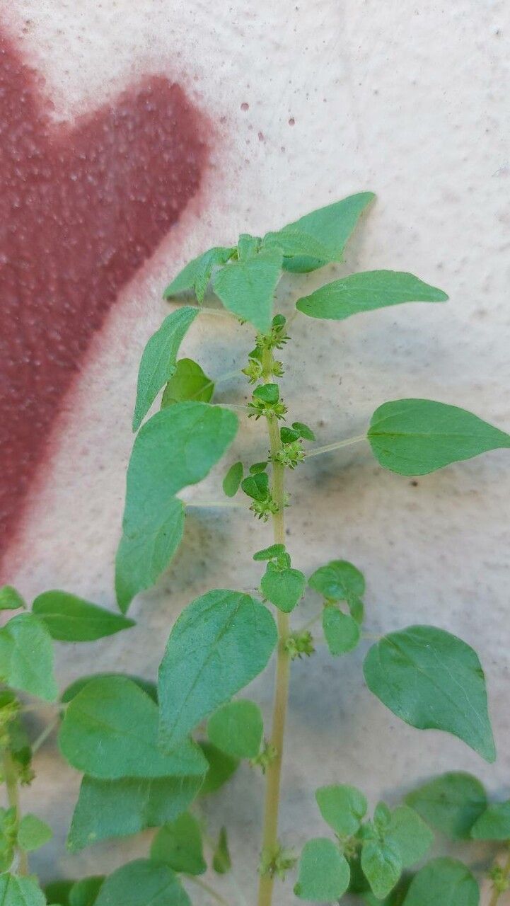 Parietaria debilis flower