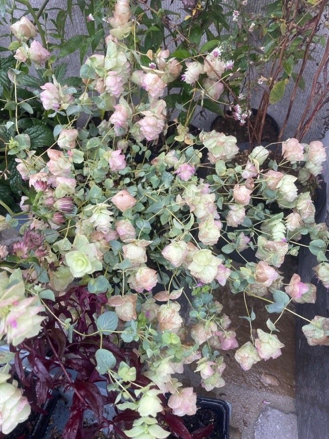 Origanum rotundifolium flower