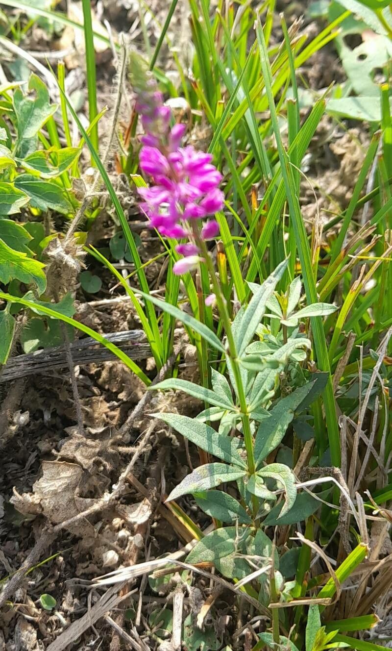 Polygala molluginifolia habit