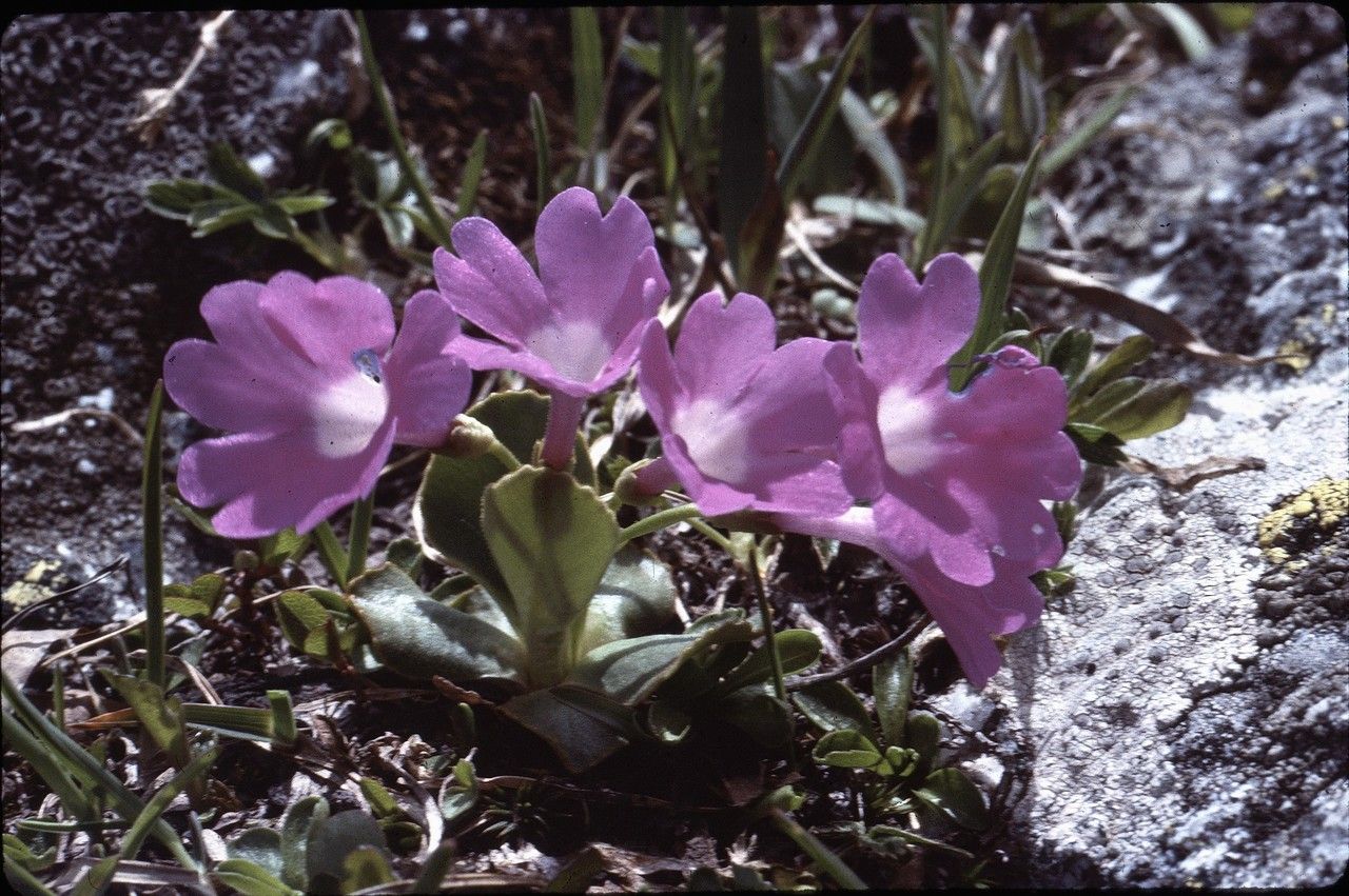 Primula pedemontana habit