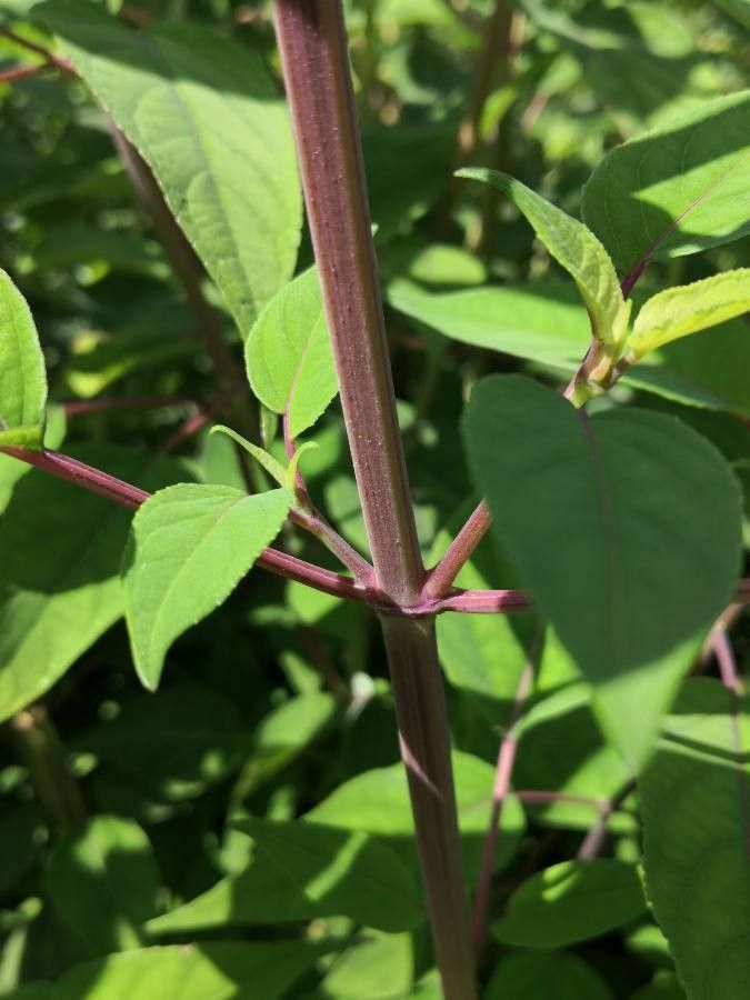 Salvia involucrata bark