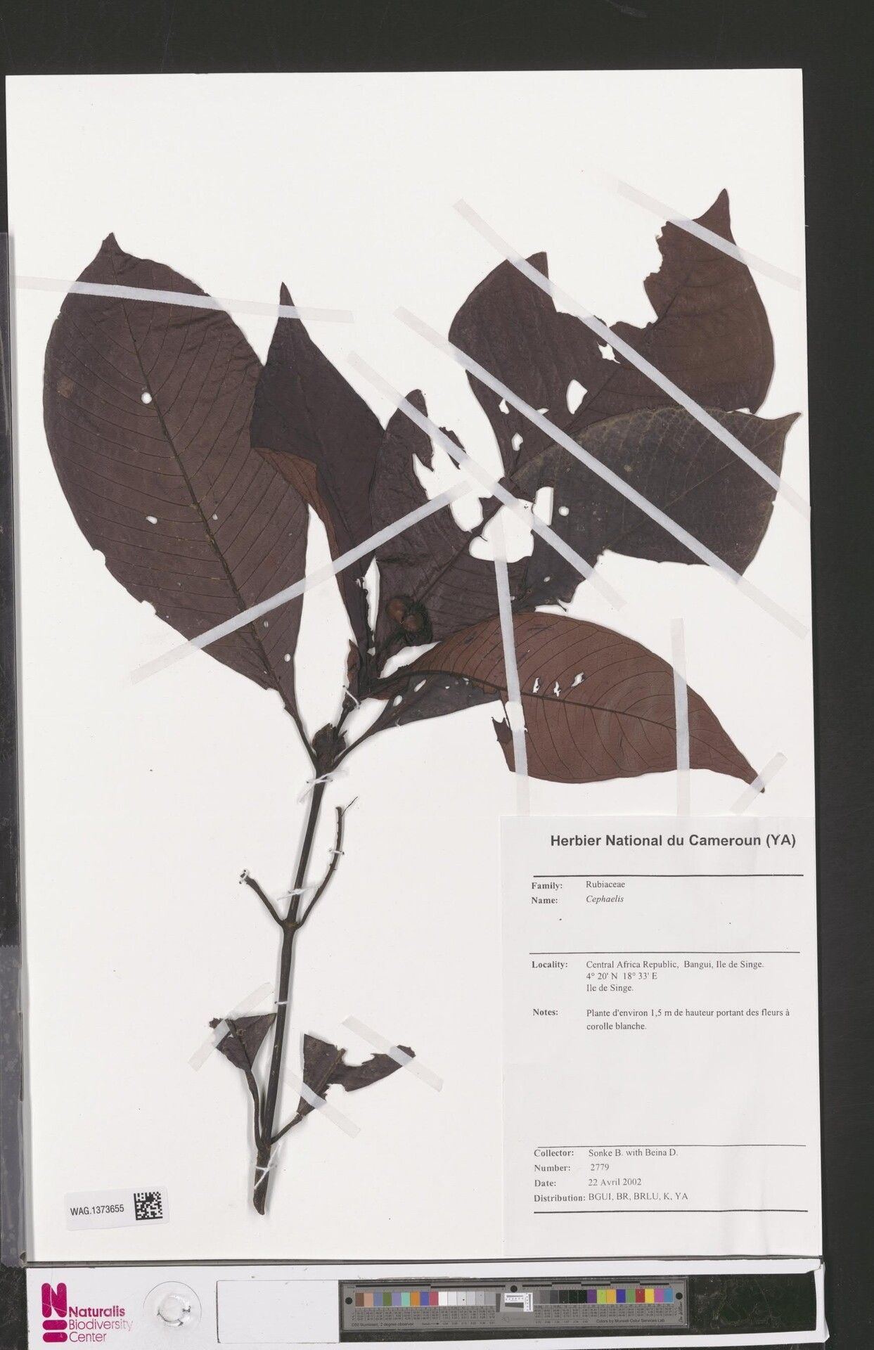 Psychotria mildbraedii — houseplant care guide