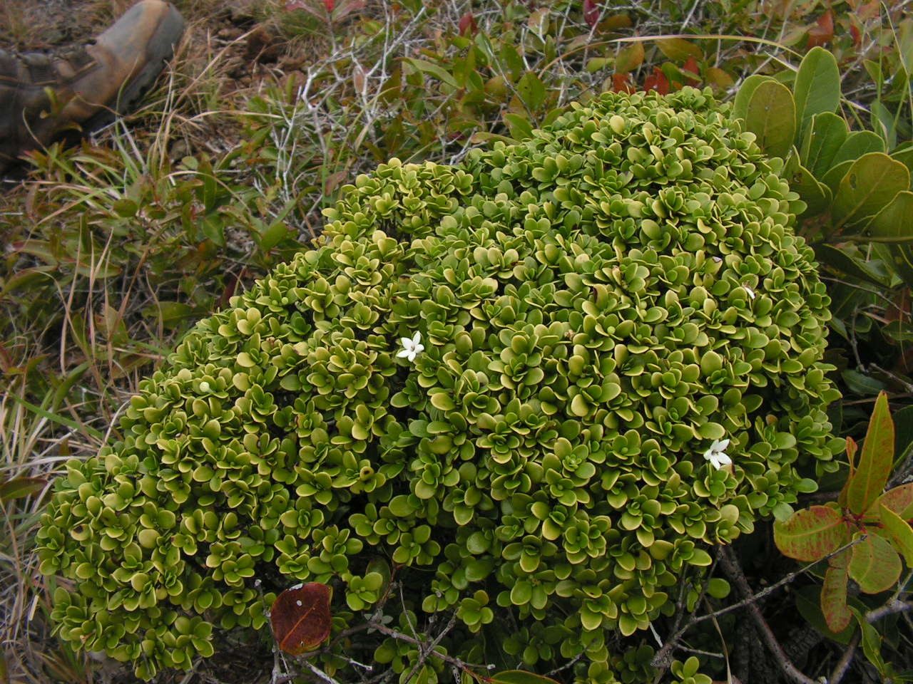 Psychotria micromyrtus — houseplant care guide