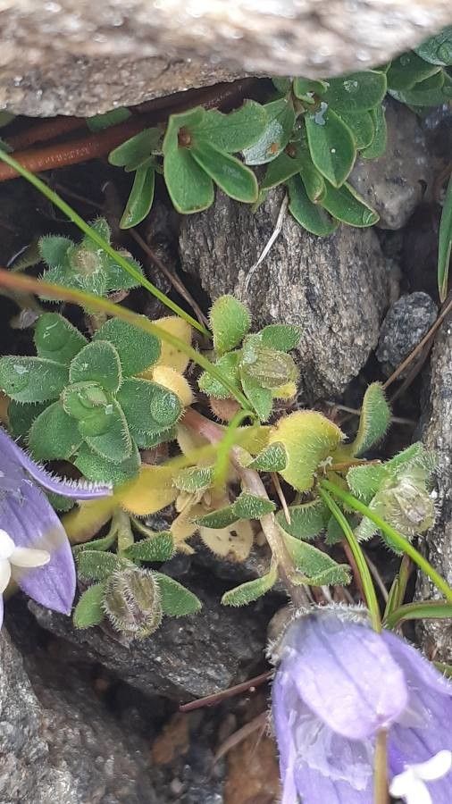Campanula cenisia leaf