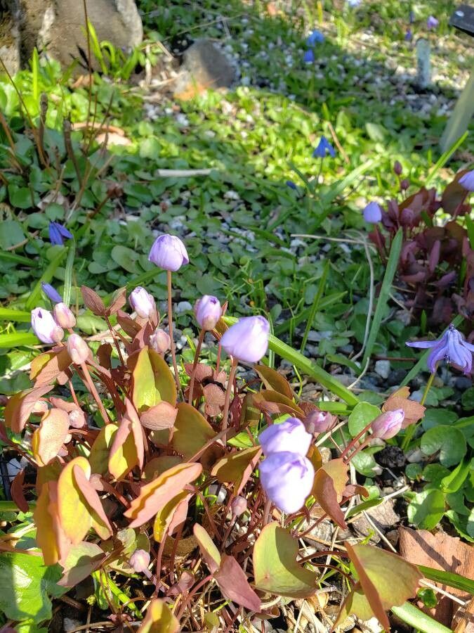 Plagiorhegma dubium flower