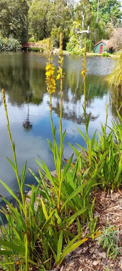 Wachendorfia thyrsiflora habit