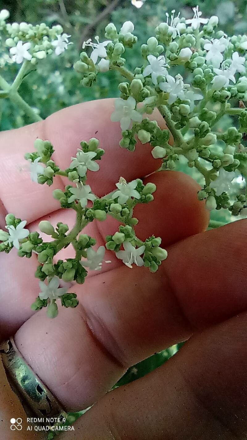Patrinia villosa flower