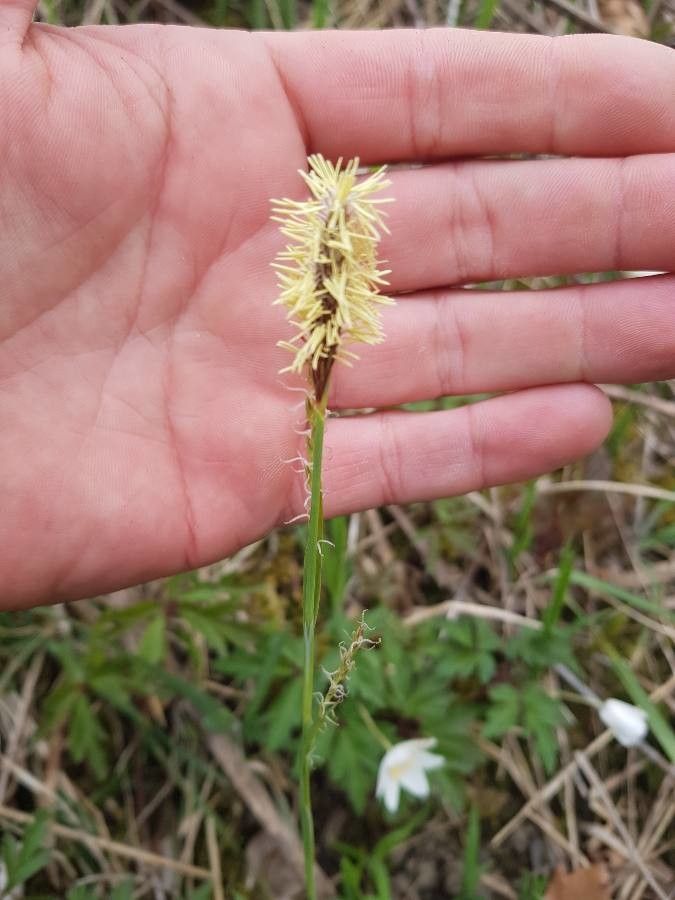 Carex trinervis flower