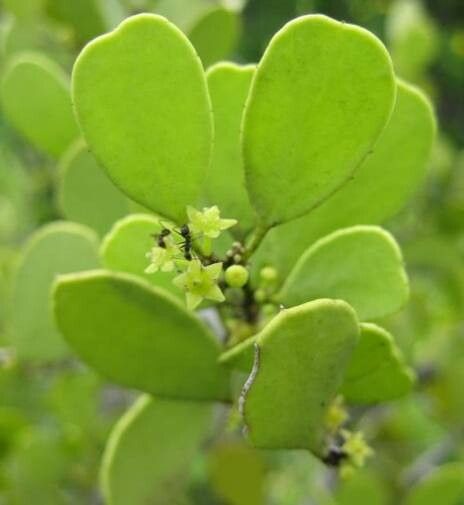 Maytenus orbicularis flower