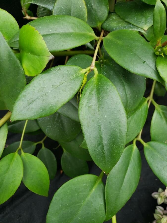 Aeschynanthus batakiorum