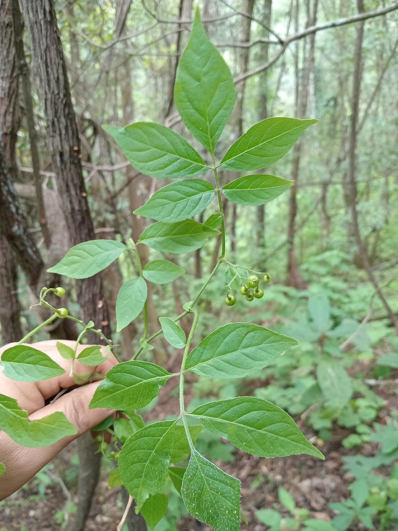 Solanum subvelutinum — houseplant care guide