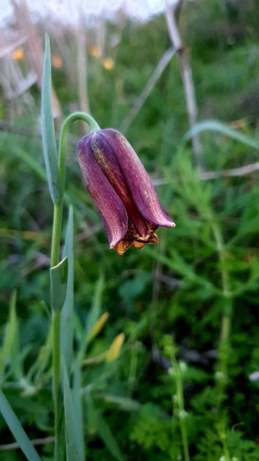 Fritillaria pyrenaica flower