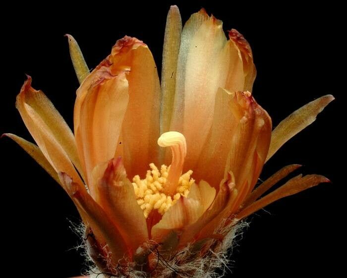 Eriosyce villicumensis — houseplant care guide