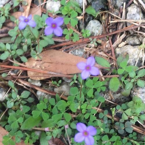 Houstonia pusilla flower