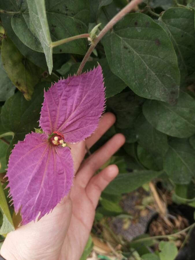 Dalechampia aristolochiifolia flower