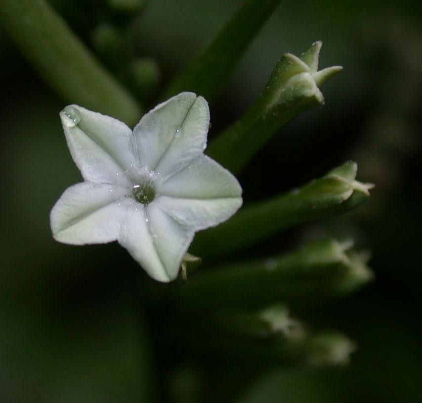 Heliotropium angustiflorum flower