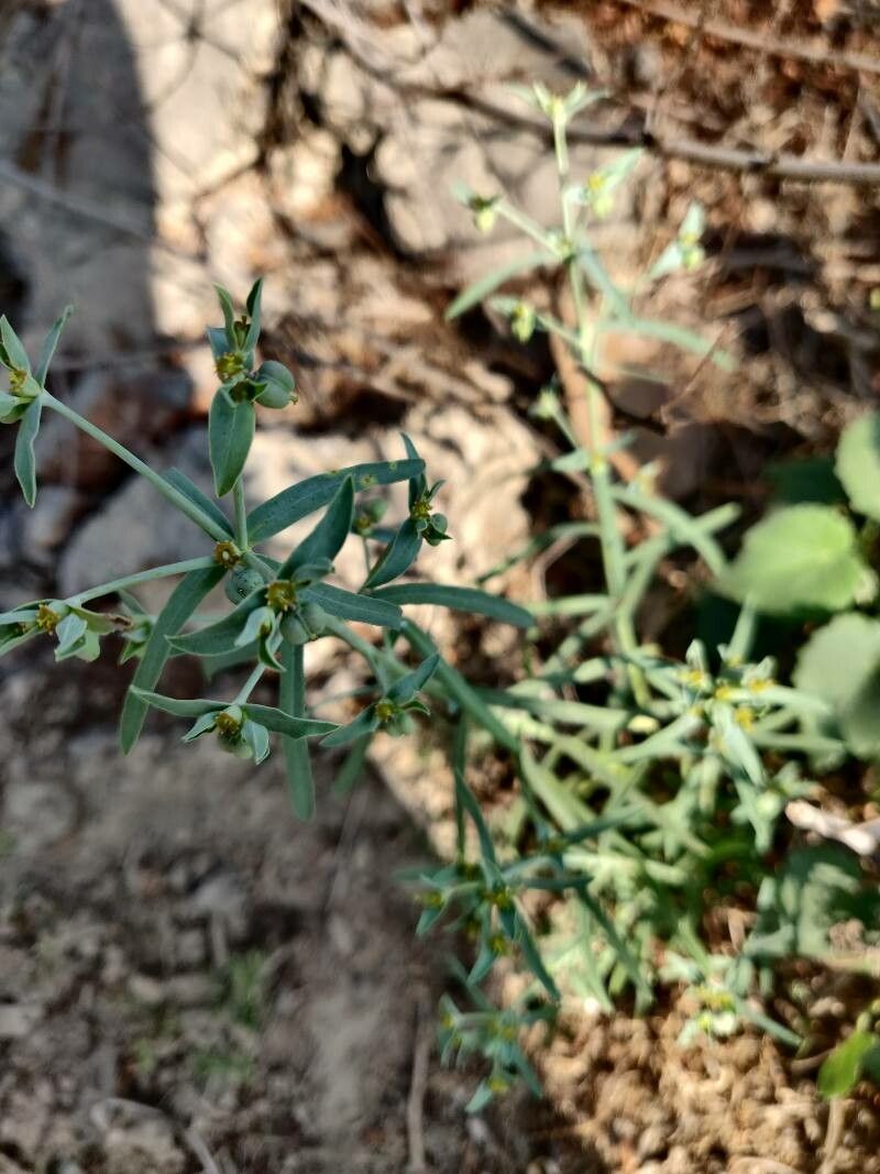 Euphorbia dracunculoides fruit