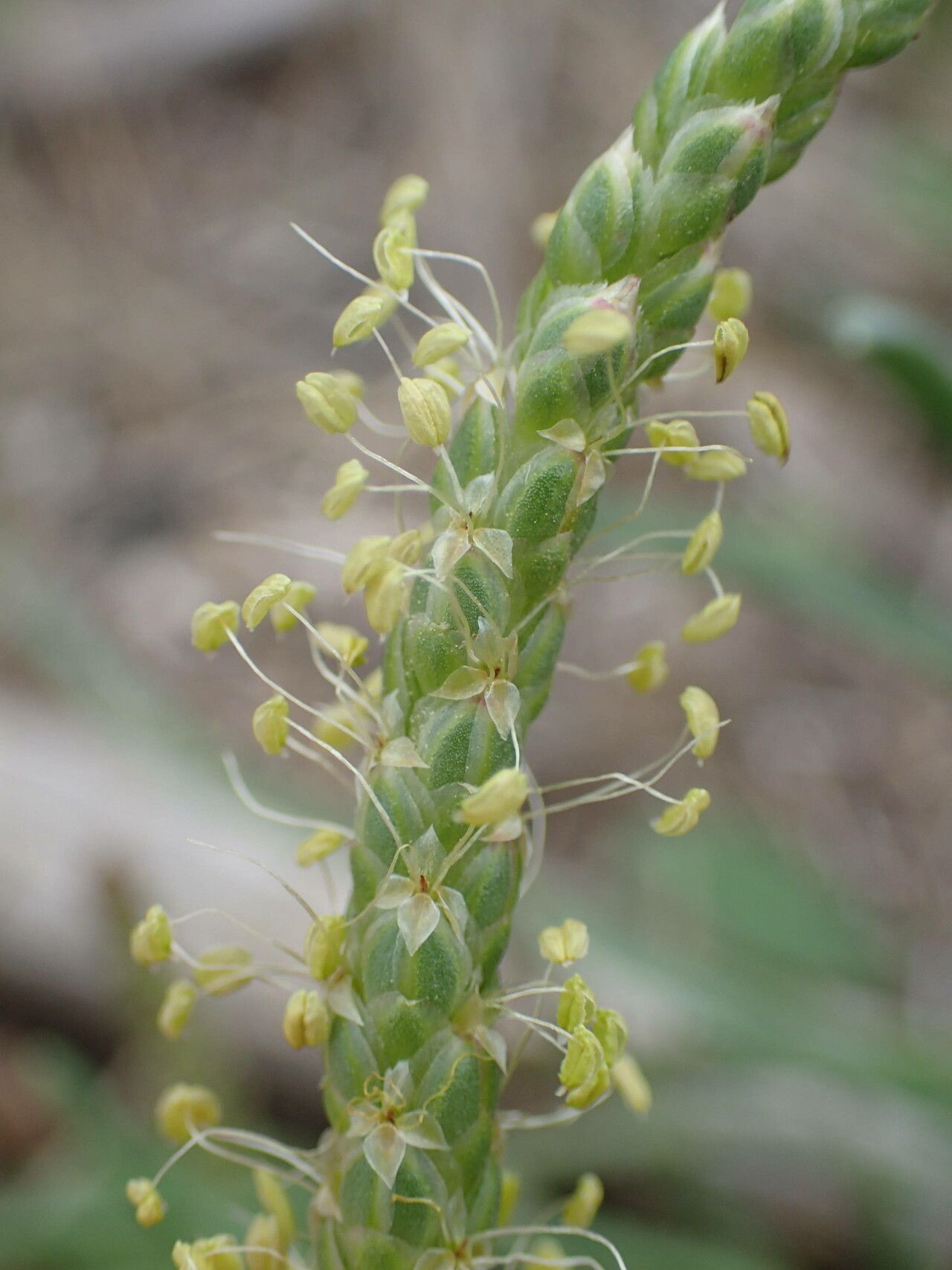 Plantago crassifolia flower