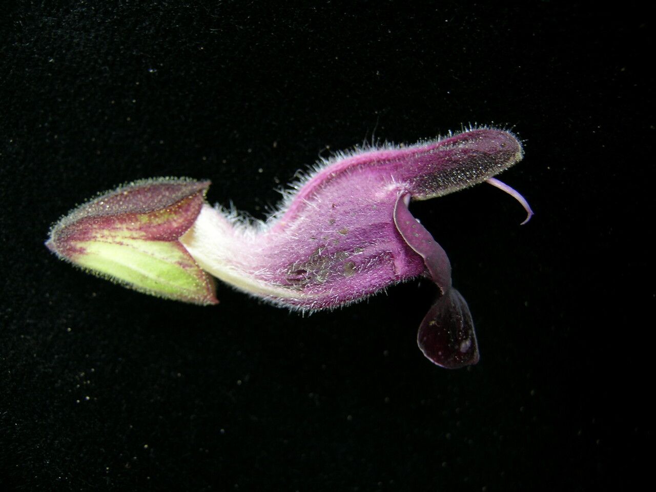 Salvia castanea — search result for 'Castanea'