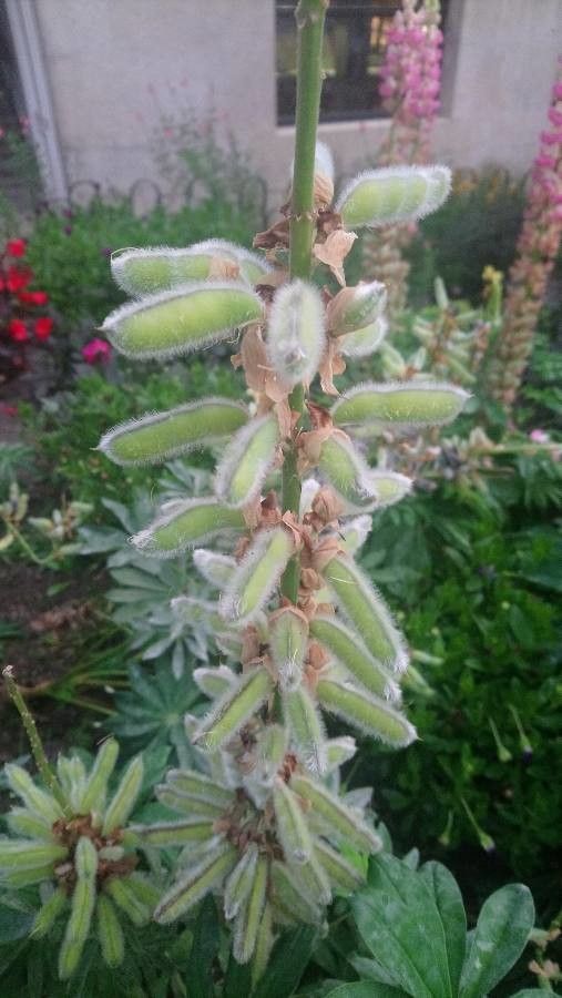 Lupinus albifrons fruit