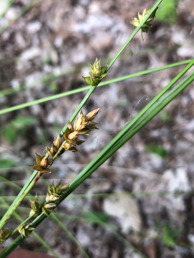 Carex rorulenta fruit