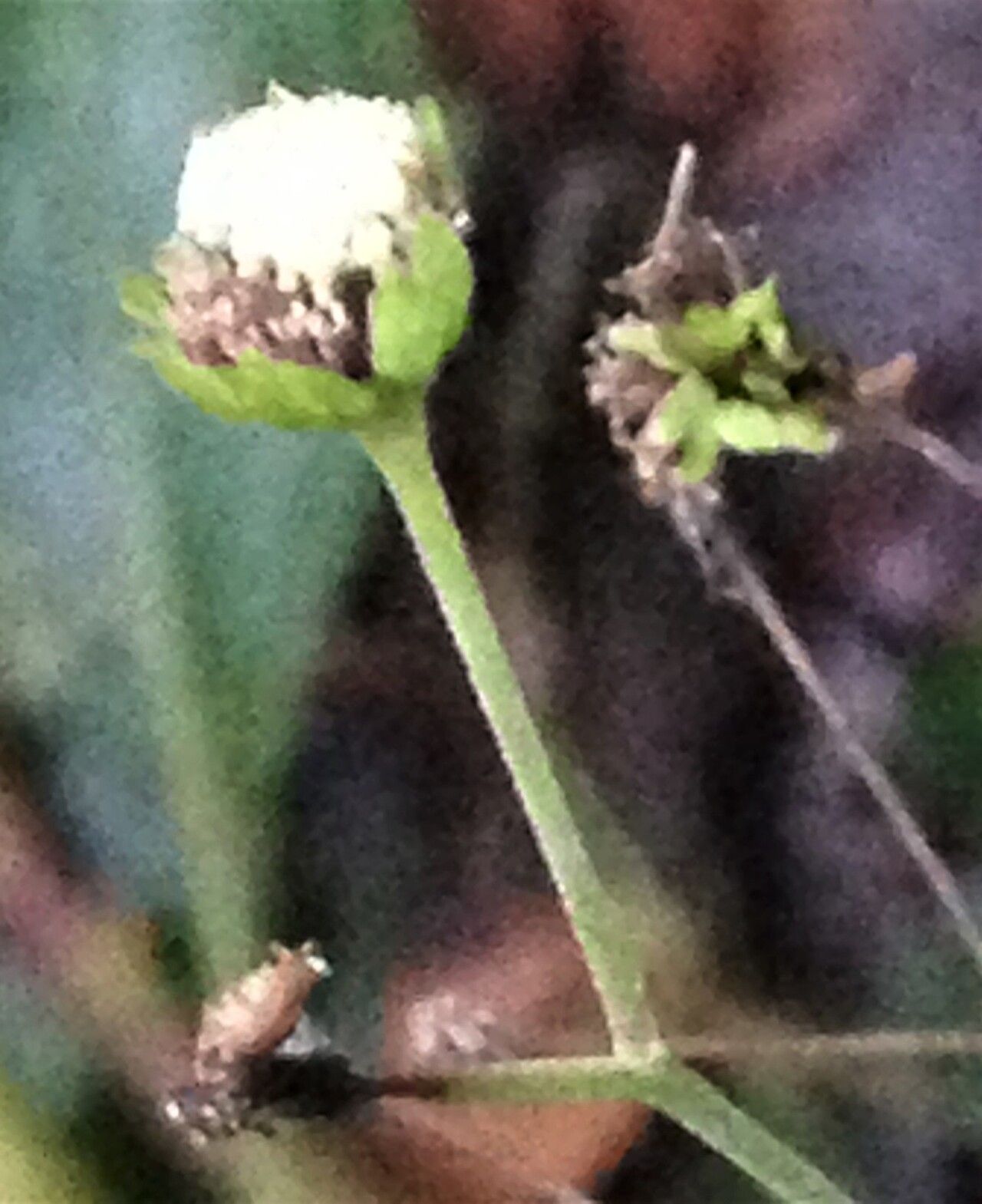 Adenostemma viscosum fruit