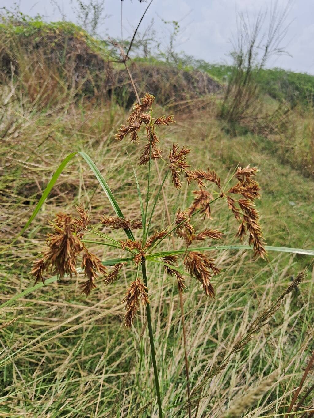Cyperus imbricatus fruit