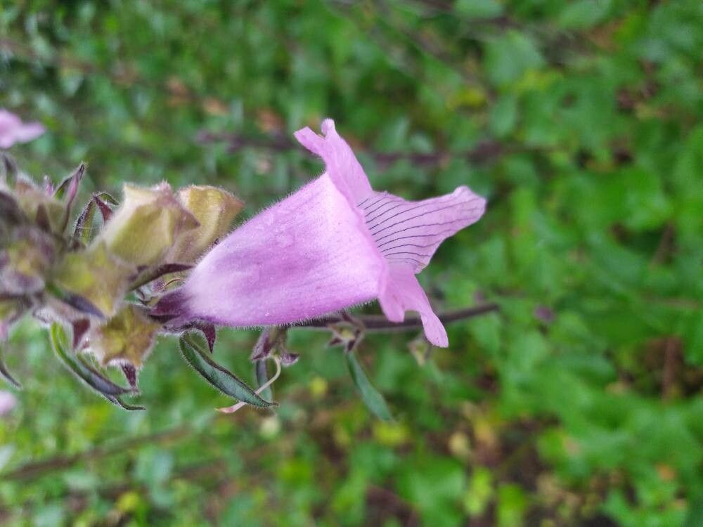 Sesamum trilobum flower