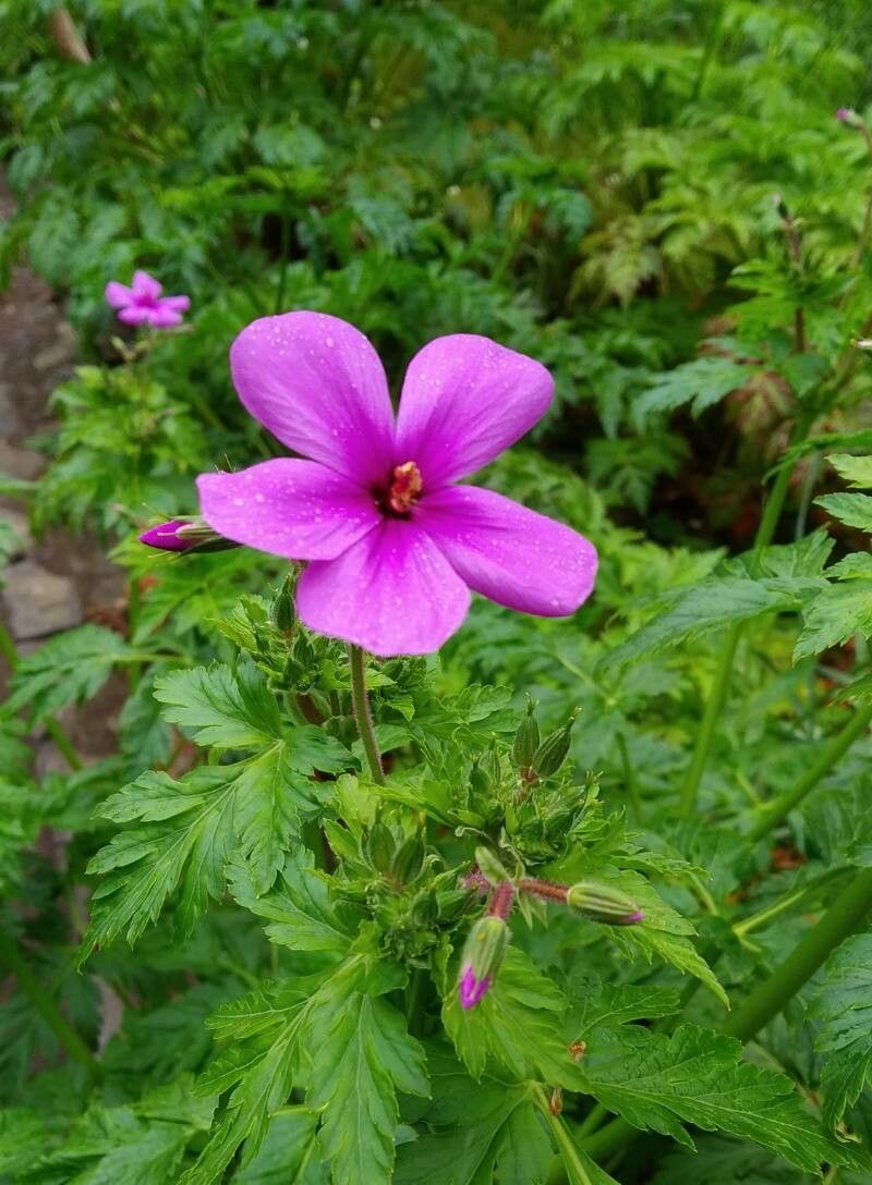 Geranium palmatum flower