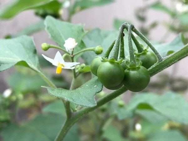 Echinops exaltatus fruit
