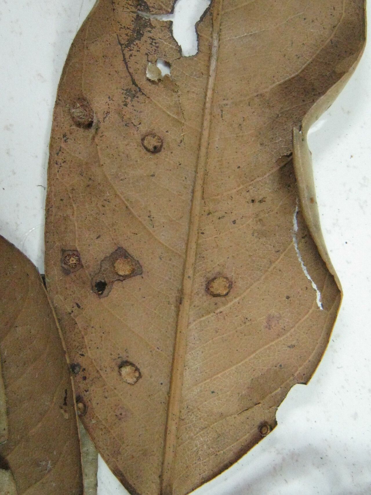 Eschweilera subglandulosa — houseplant care guide