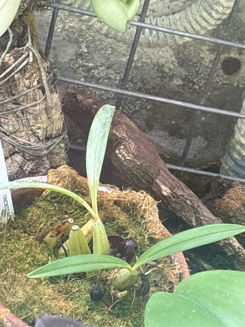 Maxillaria schunkeana leaf