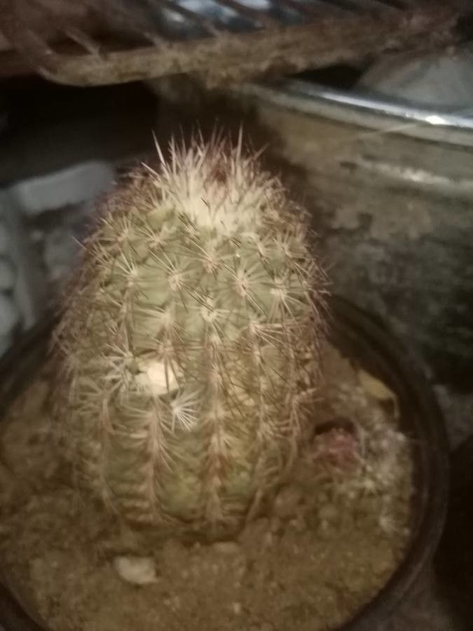 Echinocereus viridiflorus bark