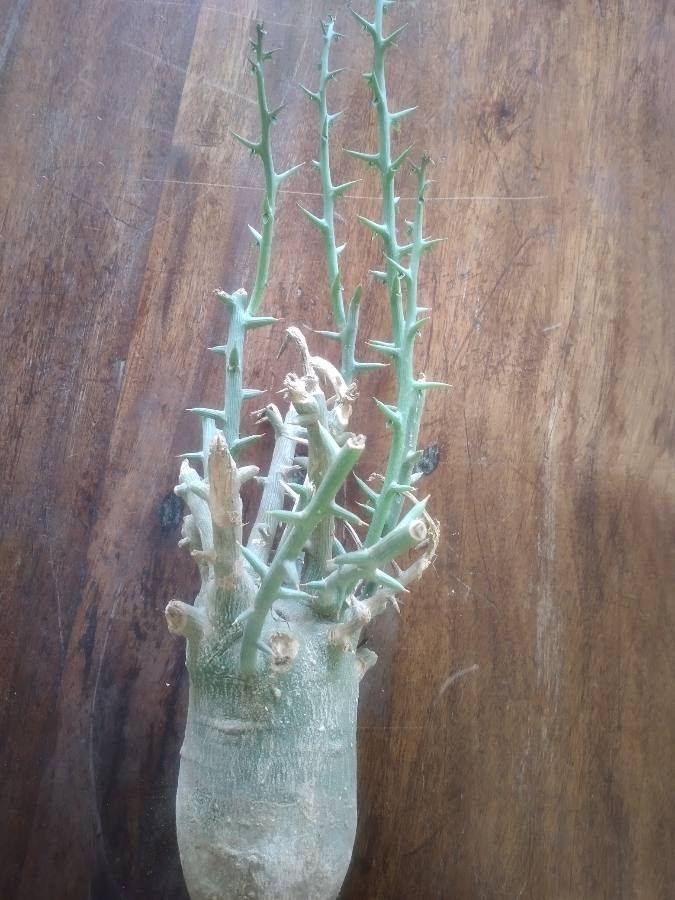 Adenia globosa — search result for 'Somalia'