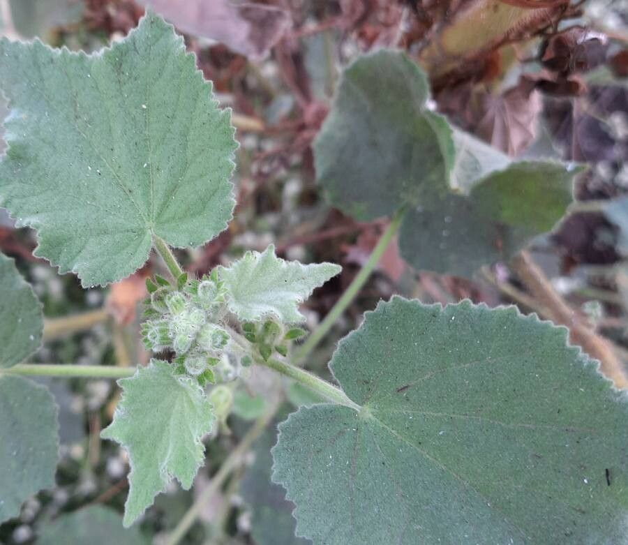 Hibiscus calyphyllus — search result for 'Kenya'