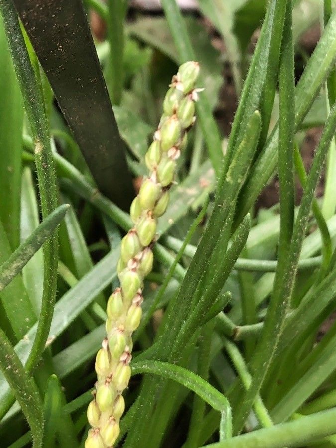 Plantago crassifolia fruit