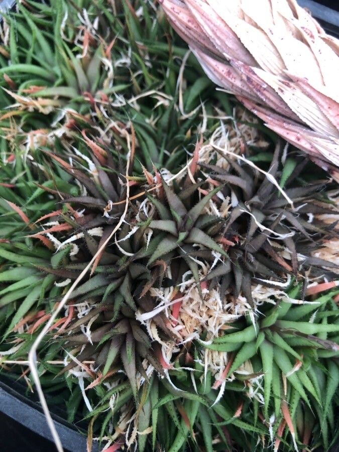 Haworthia chloracantha — search result for 'Haworthia'