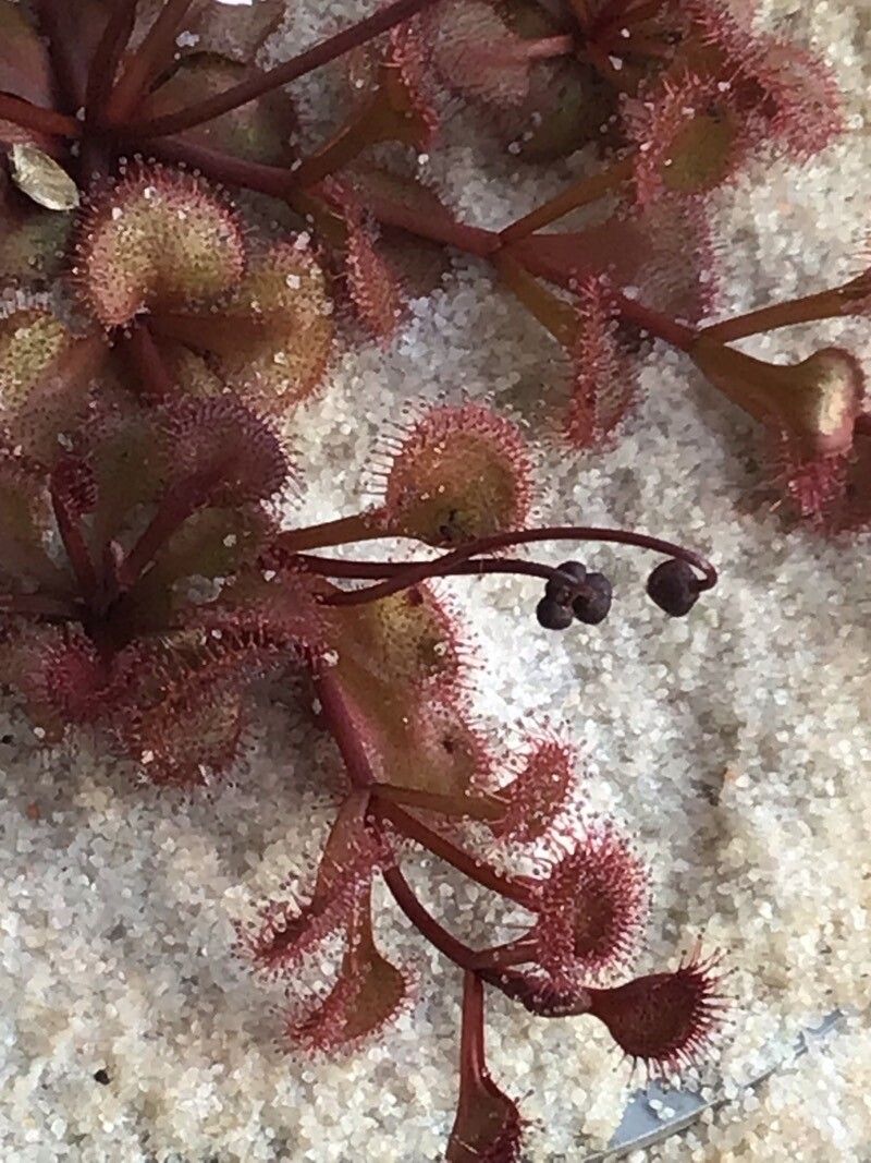 Drosera rupicola — search result for 'Drosera'