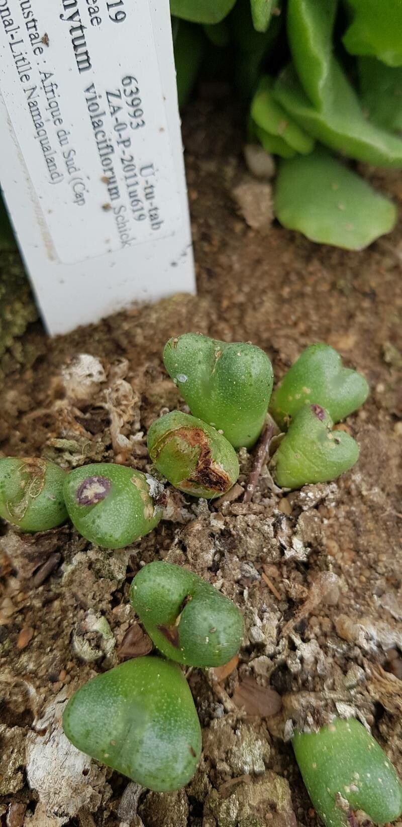 Conophytum violaciflorum — houseplant care guide