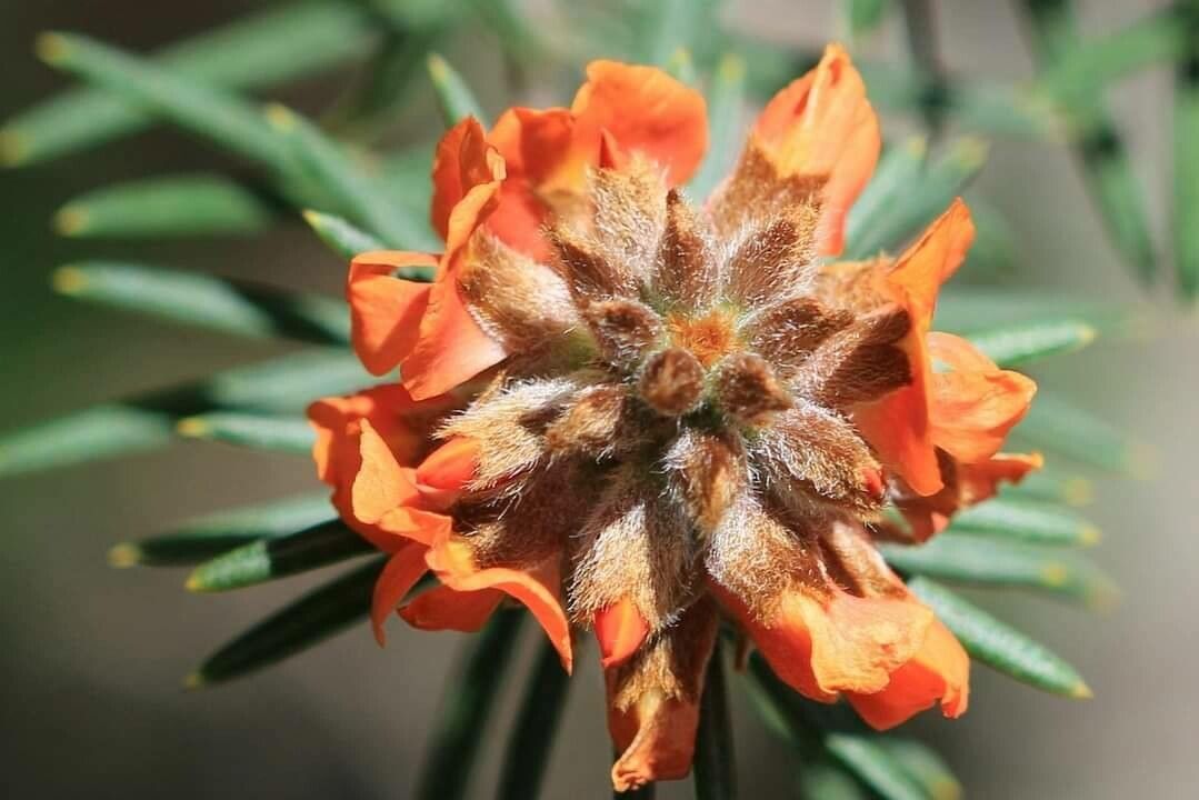 Mirbelia confertiflora — houseplant care guide