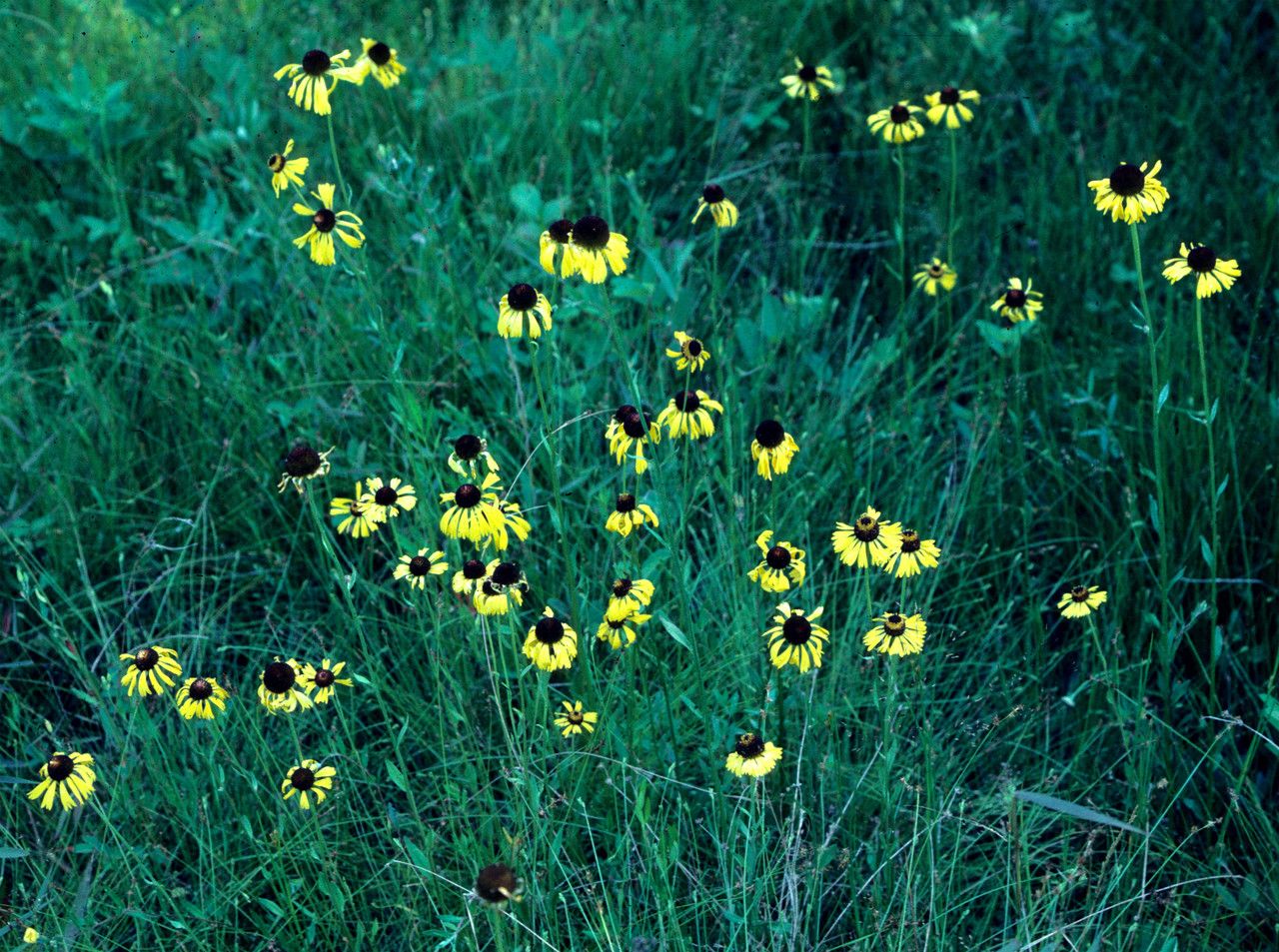 Helenium brevifolium habit
