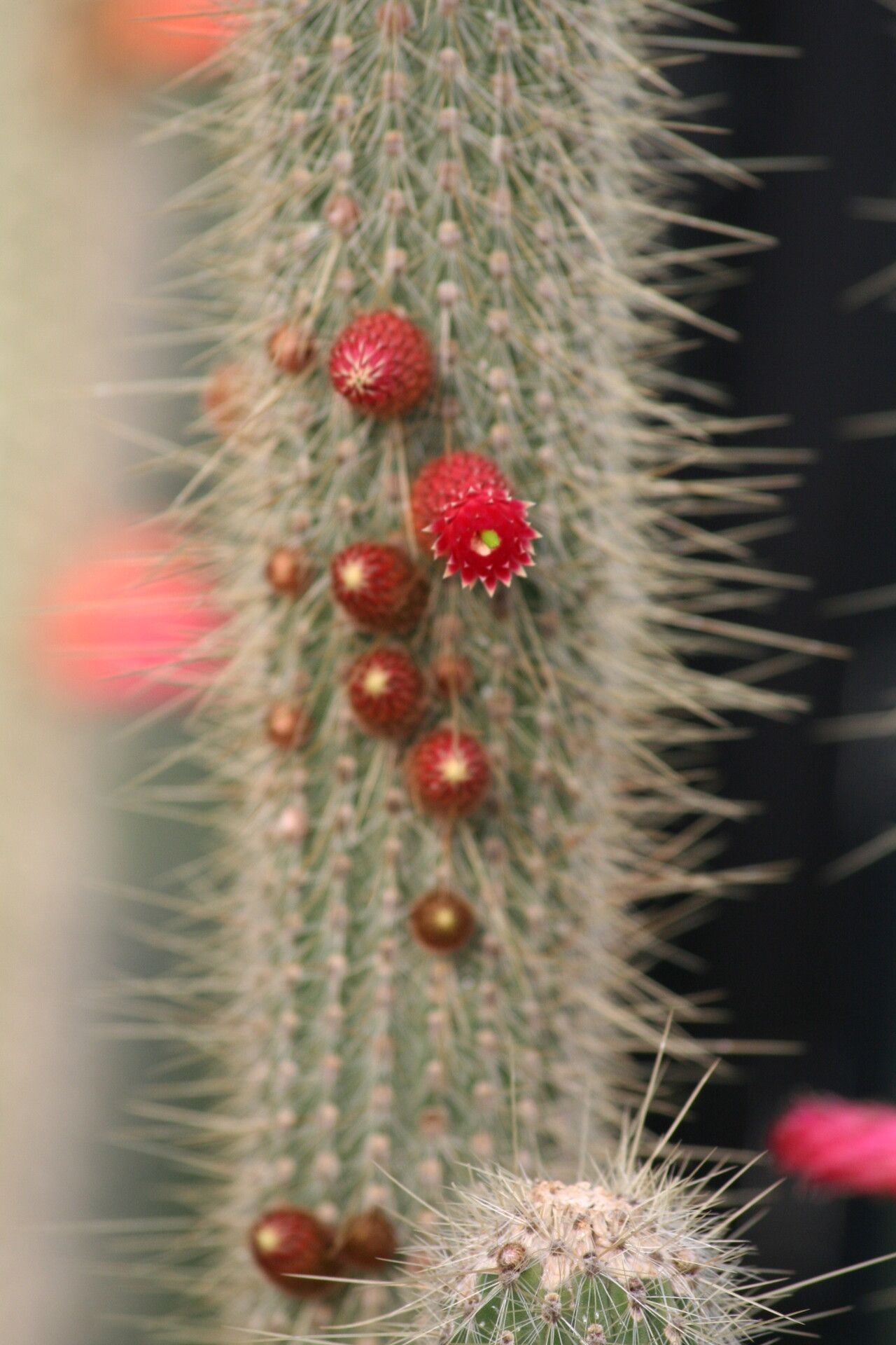Cleistocactus parviflorus flower